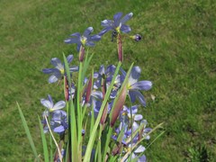 Sisyrinchium pruinosum