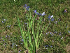 Sisyrinchium pruinosum