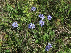 Sisyrinchium pruinosum