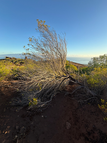 Dodonaea viscosa observed 2025-10-14