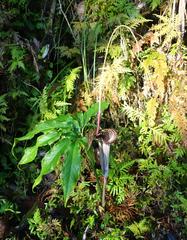 Arisaema thunbergii