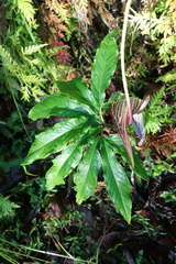 Arisaema thunbergii