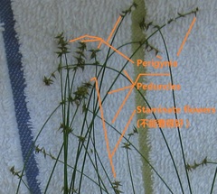 Carex texensis
