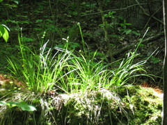 Carex cephalophora