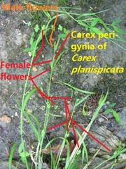Carex planispicata