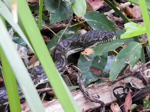 Coastal Carpet Python sighting
