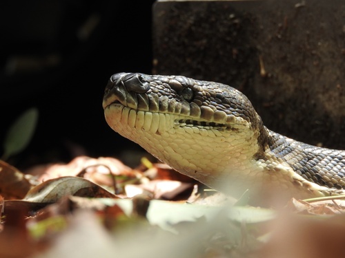 Coastal Carpet Python sighting