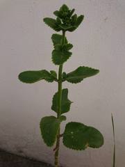 Kalanchoe densiflora