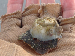 Chelonibia testudinaria