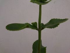 Kalanchoe densiflora