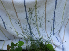 Carex texensis