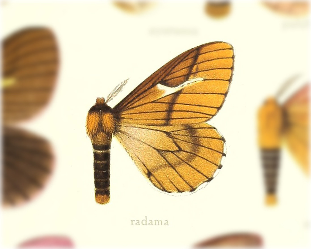 Cerodirphia radama