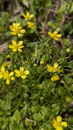 Ranunculus ternatus, photograph 3