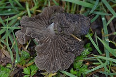 Arrhenia acerosa