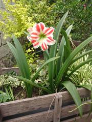 Hippeastrum vittatum