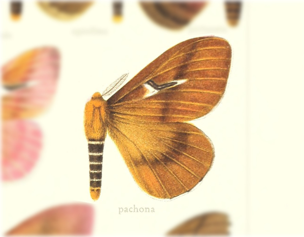Cerodirphia pachona