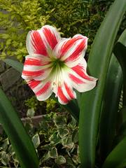 Hippeastrum vittatum
