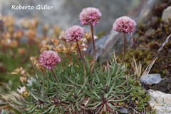 Armeria curvifolia