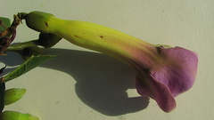 Amphilophium scabriusculum