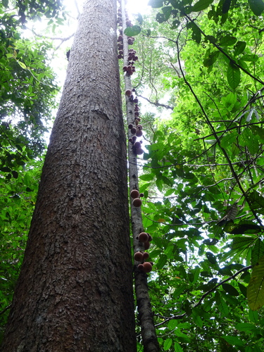 Ficus punctata (Ficus punctata)