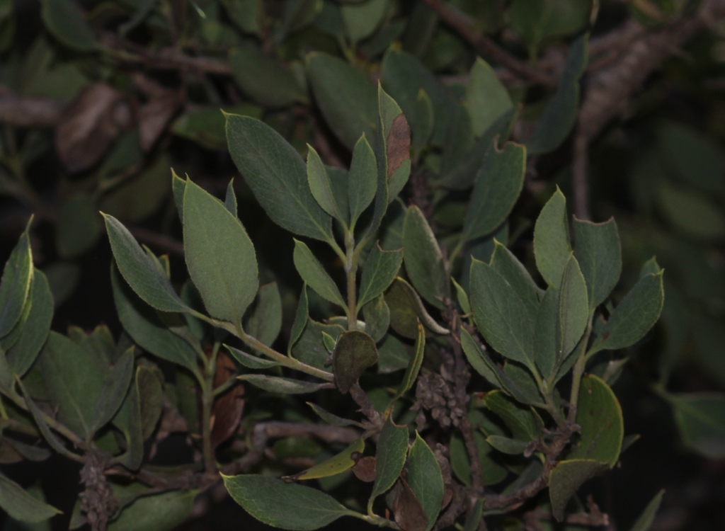 Garrya glaberrima
