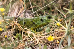 Lacerta trilineata polylepidota