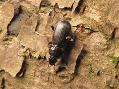 Pterostichus aethiops