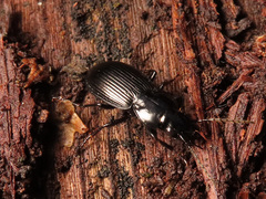 Pterostichus aethiops