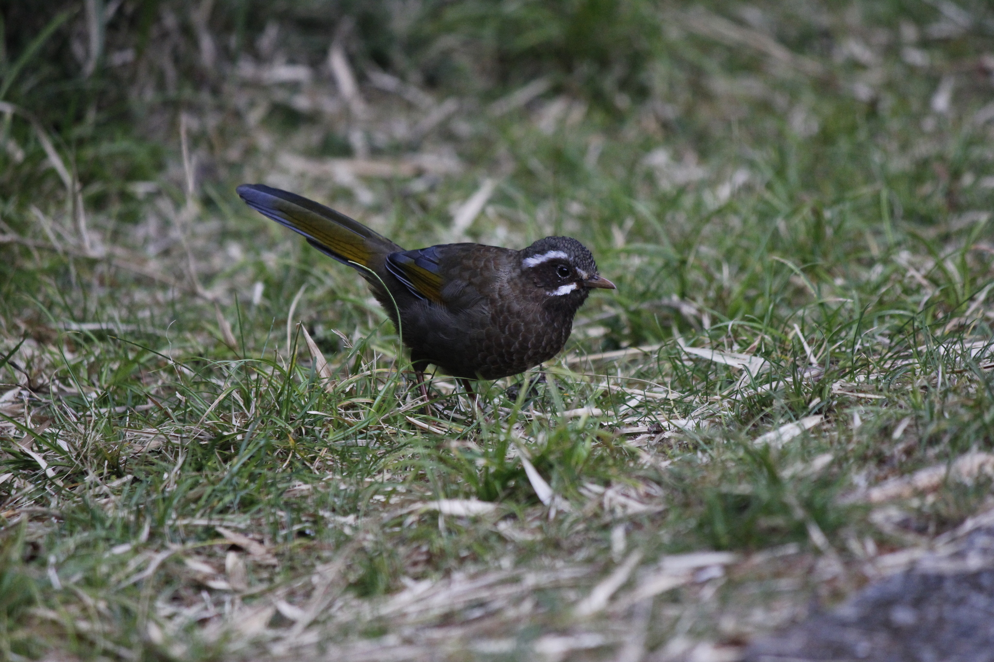 White-whiskered Laughingthrush illustration