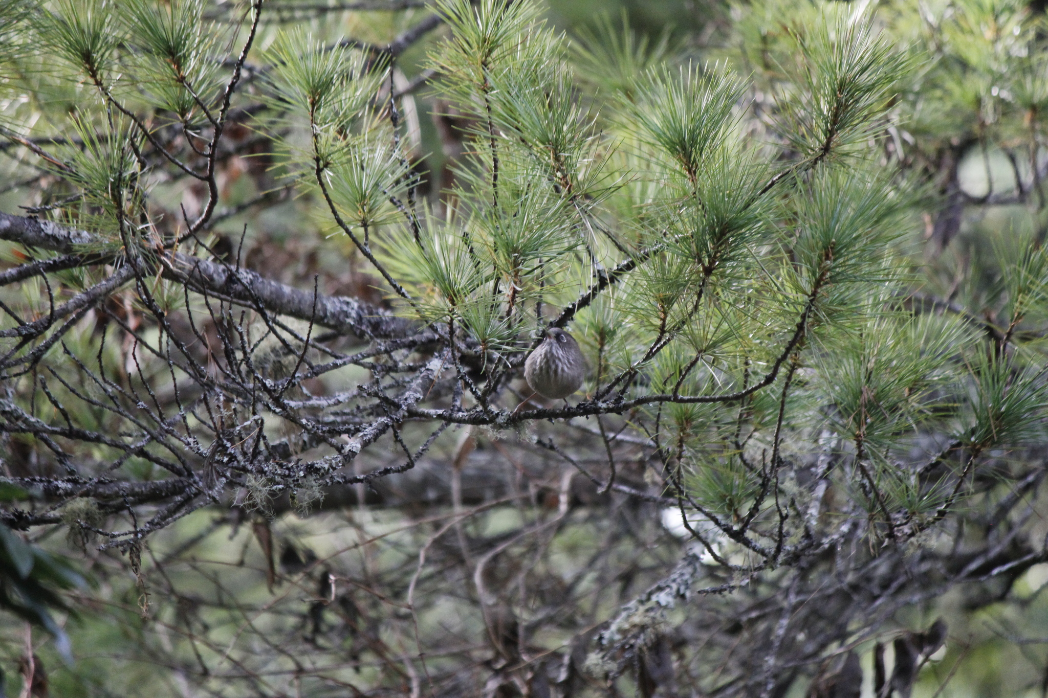 Taiwan Fulvetta (Fulvetta formosana), photo 7