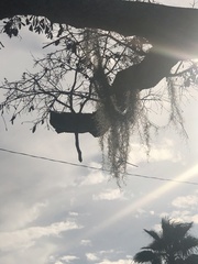 Tillandsia usneoides