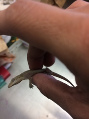 Hemidactylus frenatus
