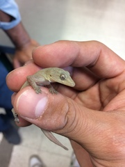Hemidactylus frenatus