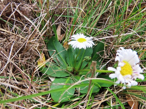 Field Daisy (Brachyscome decipiens)