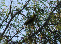 Piranga rubra