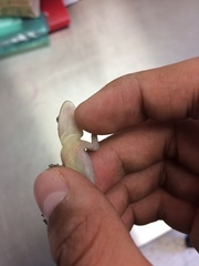 Hemidactylus frenatus