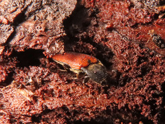 Ampedus cinnaberinus