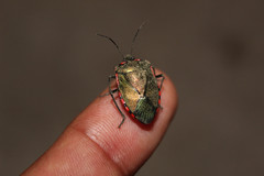 Rhyssocephala