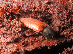 Ampedus cinnaberinus