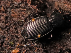 Pterostichus aethiops