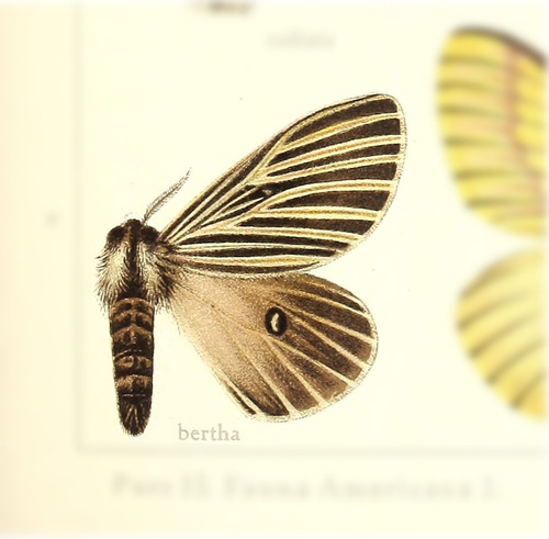 Eubergioides bertha