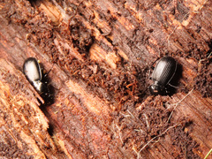 Pterostichus aethiops