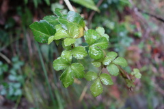 Eleutherococcus trifoliatus setosus