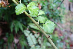 Eleutherococcus trifoliatus setosus