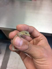 Hemidactylus frenatus