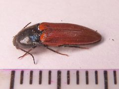 Ampedus cinnaberinus