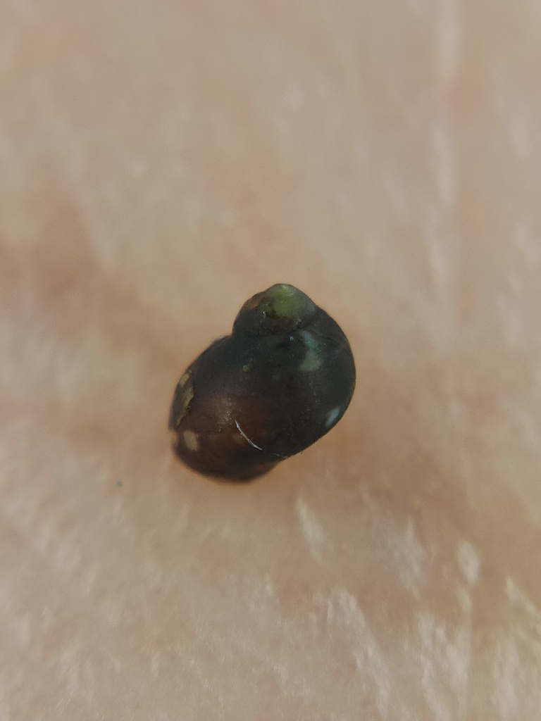 Tricolia tristis