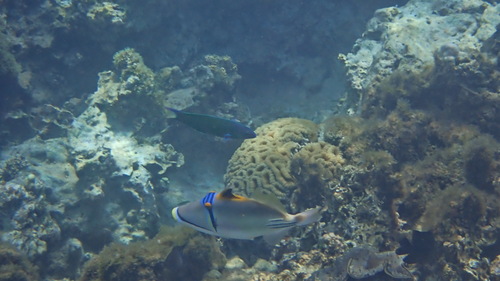 Picasso Triggerfish
