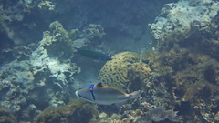Picasso Triggerfish