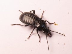 Pterostichus aethiops